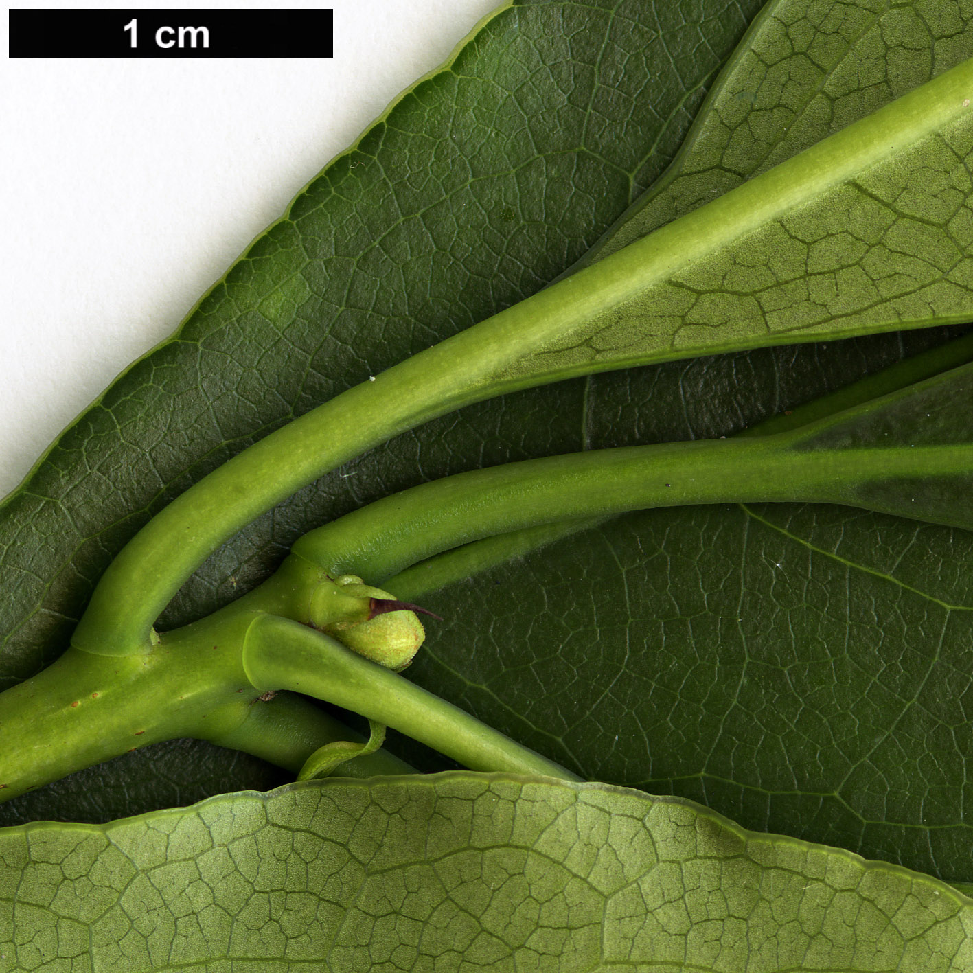 High resolution image: Family: Pittosporaceae - Genus: Pittosporum - Taxon: crispulum High resolution image: Family: Pittosporaceae - Genus: Pittosporum - Taxon: crispulum